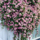 Clematis montana Rubens / Hegyi iszalag 2