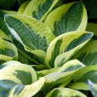 Hosta 'Brim cup' / Árnyékliliom 1