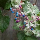 Ampelopsis 'Elegans' / Tarkalevelű borostyánszőlő 1