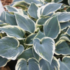Hosta 'El Nino' / Árnyékliliom 1