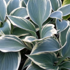 Hosta 'El Nino' / Árnyékliliom 2