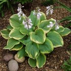 Hosta 'Fragrant Bouquet' / Árnyékliliom 1