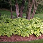 Hosta 'Gold Standard' / Árnyékliliom 1