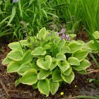 Hosta 'Golden Tiara' / Árnyékliliom 1
