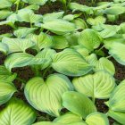 Hosta 'Guacamole' / Árnyékliliom 1