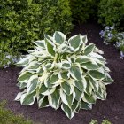 Hosta 'Minuteman' / Árnyékliliom 1