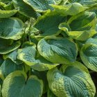 Hosta 'Frances Williams' / Árnyékliliom 1