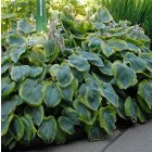 Hosta 'Frances Williams' / Árnyékliliom 2