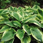 Hosta 'Wide Brim' / Árnyékliliom 1