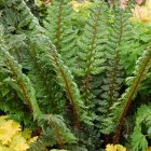 Polystichum 'Shiny Holly Fern' / Vesepáfrány 1