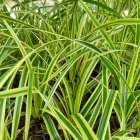 Carex morrowi 'Goldband' / Tarka sás 1
