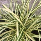 Carex oshimensis 'Evergold' / Tarka  sás 1