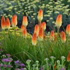 Kniphofia 'Orange Blaze' / Fáklyaliliom 1
