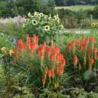 Kniphofia 'Orange Blaze' / Fáklyaliliom 2