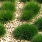 Festuca gautieri / Medveszőr csenkesz 1