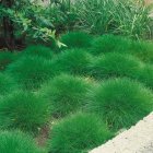 Festuca gautieri / Medveszőr csenkesz 2