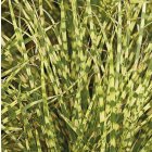Miscanthus chinensis 'Gold Breeze' / Kínai mini zebrafű 1
