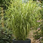 Miscanthus chinensis 'Gold Breeze' / Kínai mini zebrafű 2