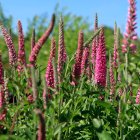 Veronica spicata 'Rosa zwerg / Macskafarkú Veronika 1