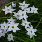 Ipheion uniflorum / Egyvirágú csillaghagyma 1