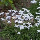 Ipheion uniflorum / Egyvirágú csillaghagyma 2