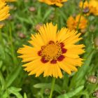 Coreopsis grandiflora 'Andiamo Yellow Red' / Menyecskeszem 2