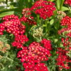 Achillea millefolium 'Red Velvet' / Közönséges cickafark 1