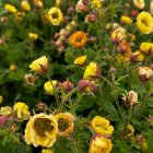 Geum 'Tempo Yellow' / Gyömbérgyökér 1