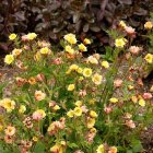 Geum 'Tempo Yellow' / Gyömbérgyökér 2