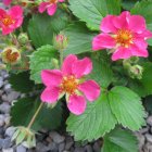 Fragaria 'Pink panda' / Díszszamóca 1