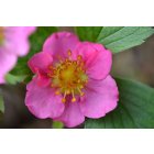 Fragaria 'Pink panda' / Díszszamóca 2