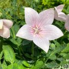Platycodon grandiflorus 'Astra rose' / Léggömbvirág 1