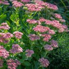 Sedum spectabile 'Brilliant' / Pompás varjúháj 1