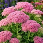 Sedum spectabile 'Brilliant' / Pompás varjúháj 1