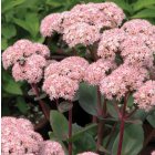 Sedum spectabile 'Matrona' / Pompás varjúháj 1