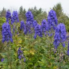 Aconitum carmichaelii 'Arendsii' / Sisakvirág 1