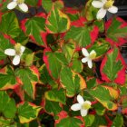 Houttuynia cordata 'Chameleon' / Kaméleonlevél 1