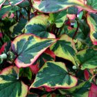 Houttuynia cordata 'Chameleon' / Kaméleonlevél 2