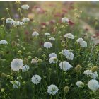 Scabiosa caucasia 'Perfecta Mid Blue' / Kaukázusi ördögszem 2