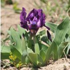 Iris pumila / Apró nőszirom 1