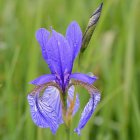 Iris sibirica 'Tropical Night' / Szibériai nőszirom 1