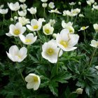 Anemone sylvestris / Erdei szellőrózsa 1