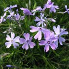 Phlox subulata 'emerald cushion blue' / Árlevelű lángvirág 1