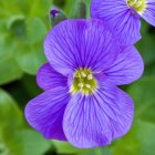 Aubrieta gracilis 'Kitte Blue' / Pázsitviola 1