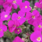 Aubrieta 'Rock On Pink' / Pázsitviola 1
