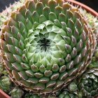 Orostachys spinosa / Mongol kövirózsa 1