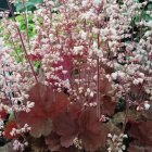 Heuchera 'Pink pearls' / Tűzeső 1
