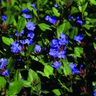 Ceratostigma plumbaginoides / Tarackoló kékgyökér 1