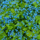 Brunnera macrophylla / Kaukázusi nefelejcs 1
