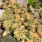 Sedum takesimense 'Atlantis' / Koreai varjúháj 1